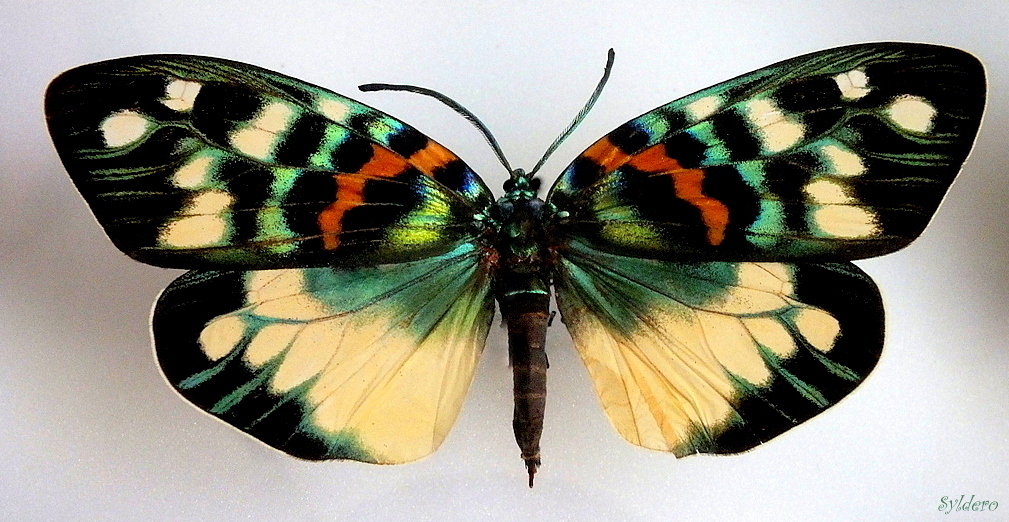 Erasmia Pulchera