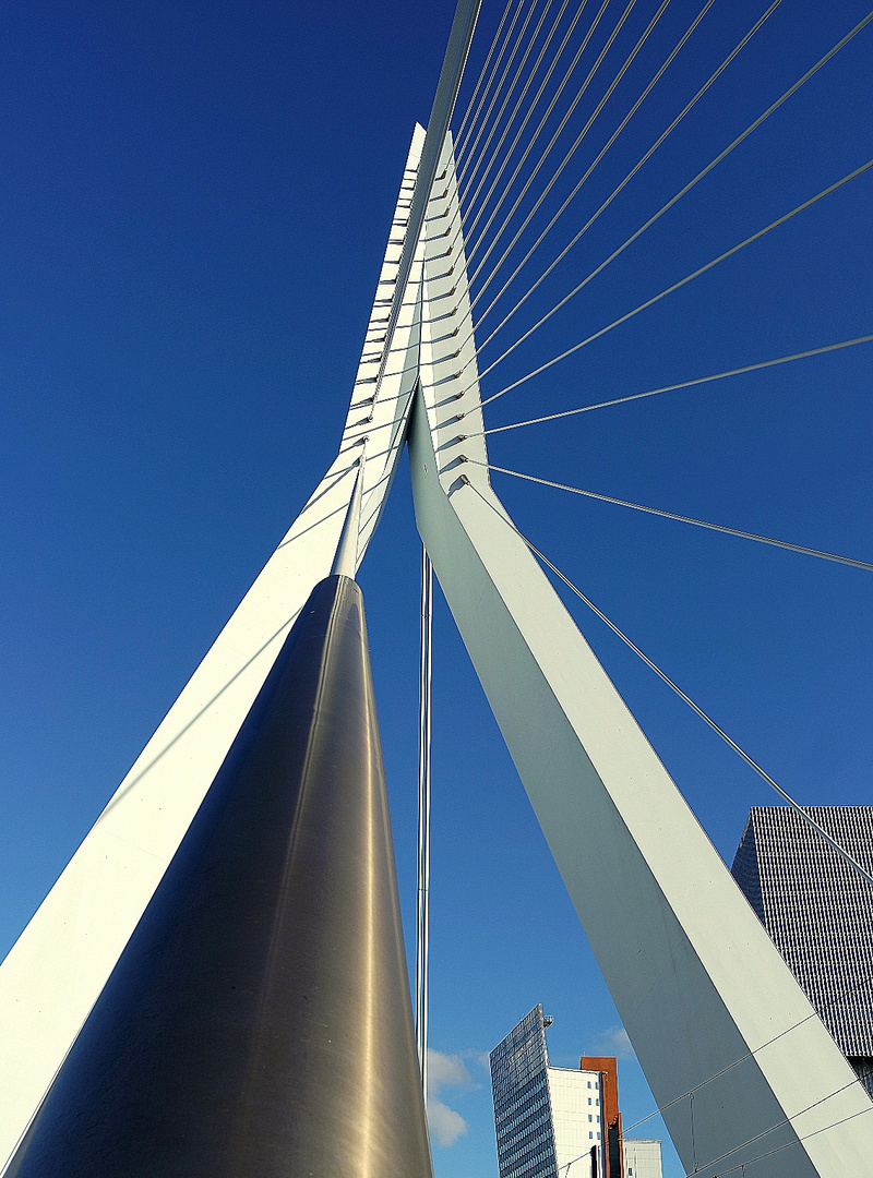 Erasmusbrug  Rotterdam