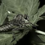 Erax barbatus (Asilidae/ Raubfliegen)