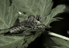 Erax barbatus (Asilidae/ Raubfliegen)