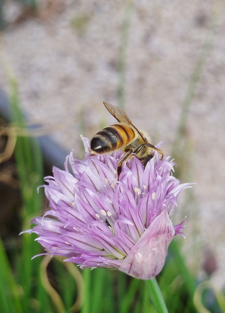 Erba cipollina