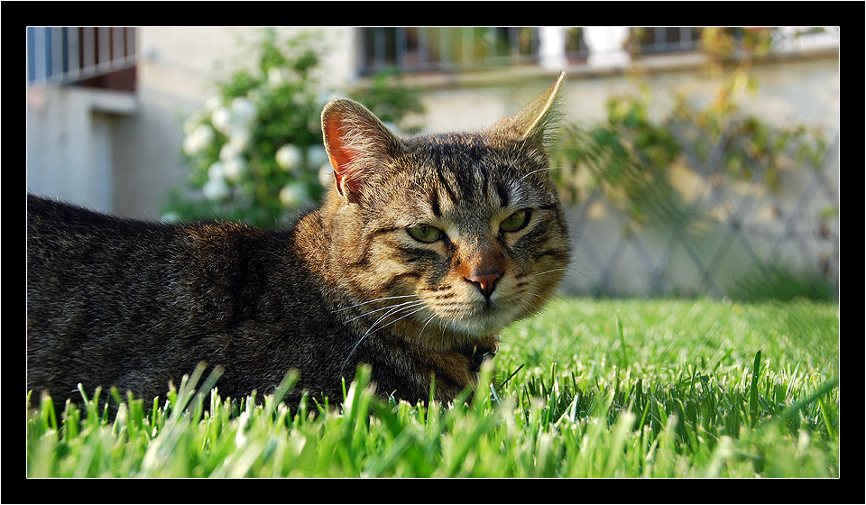 erba gatto von Francesco Bertani 