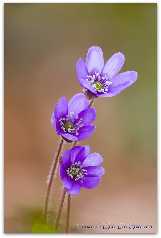 erba trinità (Hepatica nobilis