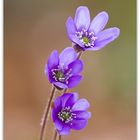 erba trinità (Hepatica nobilis