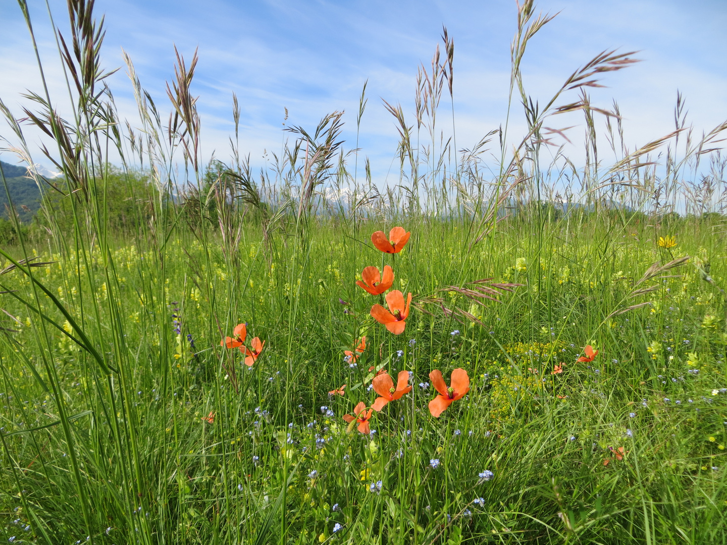 Erbe e Fiori