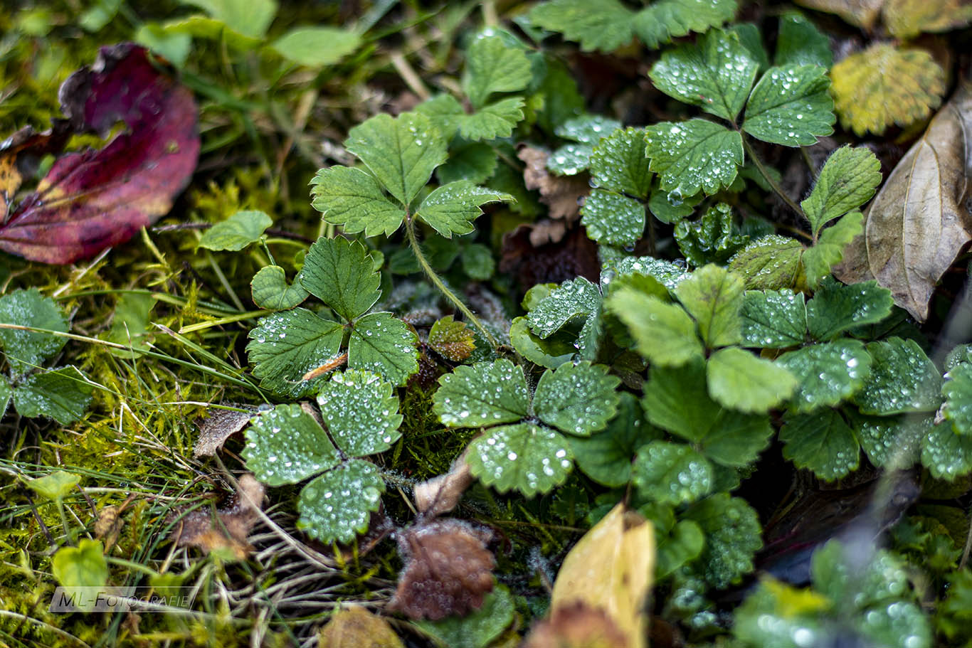 Erbeerblätter mit Tautropfen