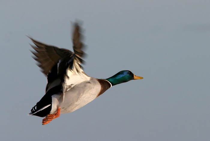 Erbel im Flug