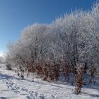 Erbeskopf im Winter