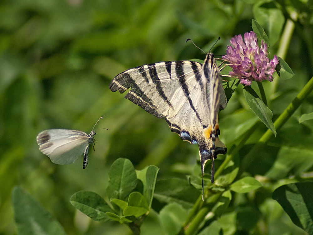 Erbitte "LADEERLAUBNIS"