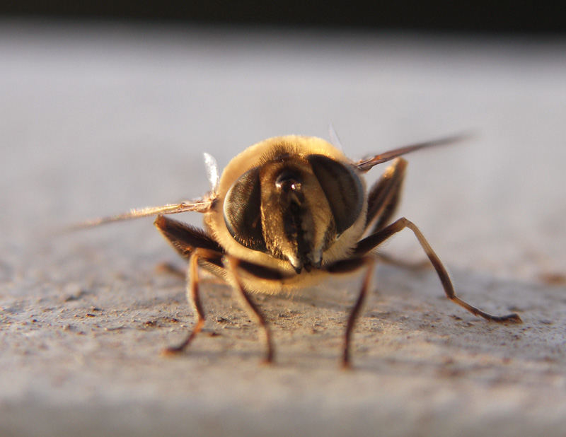 Erbitte Starterlaubnis!