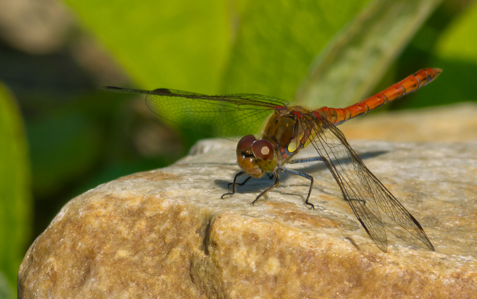 Erbitte Starterlaubnis!