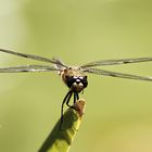 erbitte Starterlaubnis....