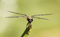 erbitte Starterlaubnis....