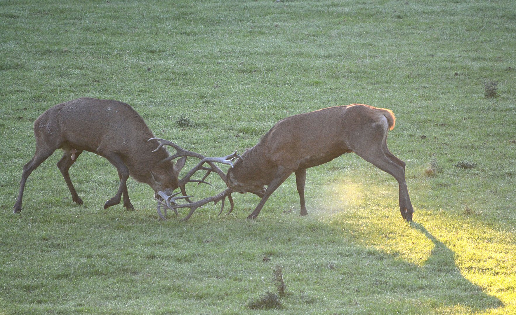 Erbittert kämpfen die beiden Brunfthirsche miteinander