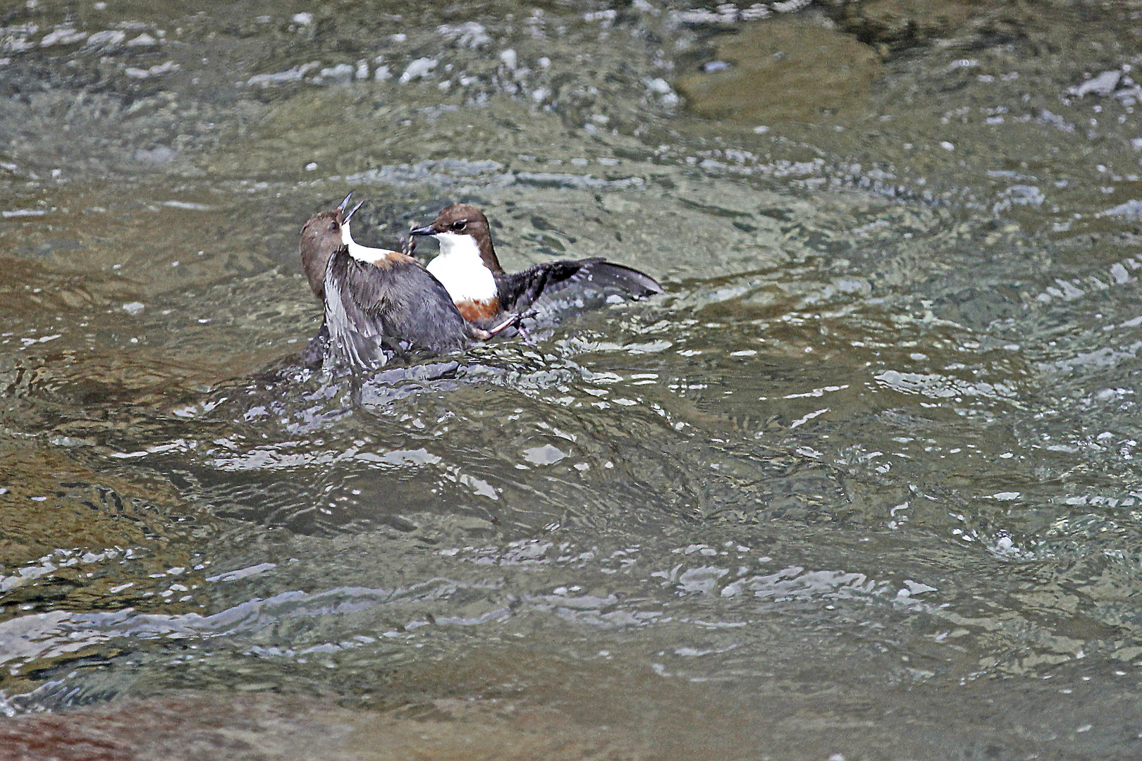 Erbitterter Wasseramsel-Kampf