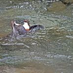 Erbitterter Wasseramsel-Kampf