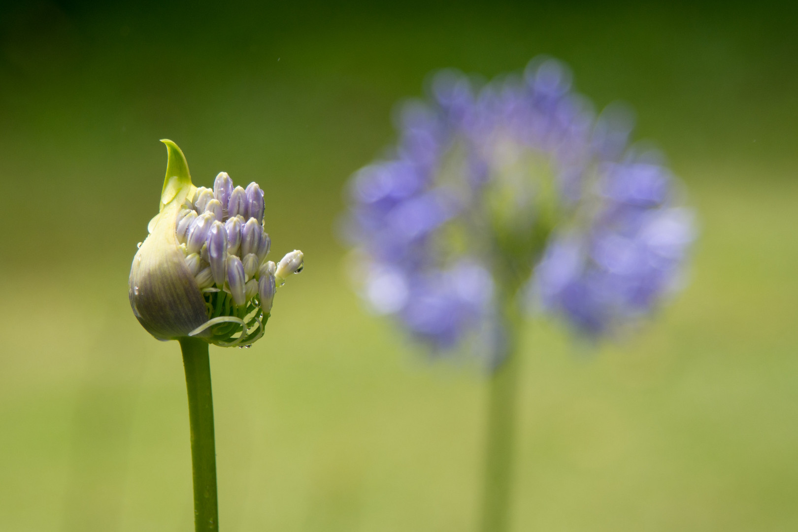 Erblühen der Liebesblume