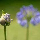 Erblühen der Liebesblume