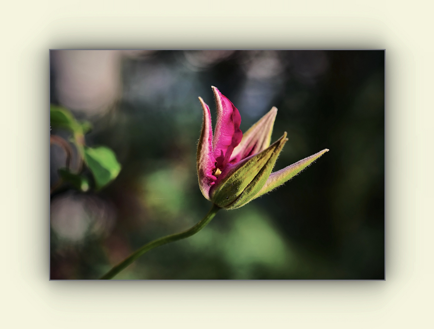 erblühende Clematis