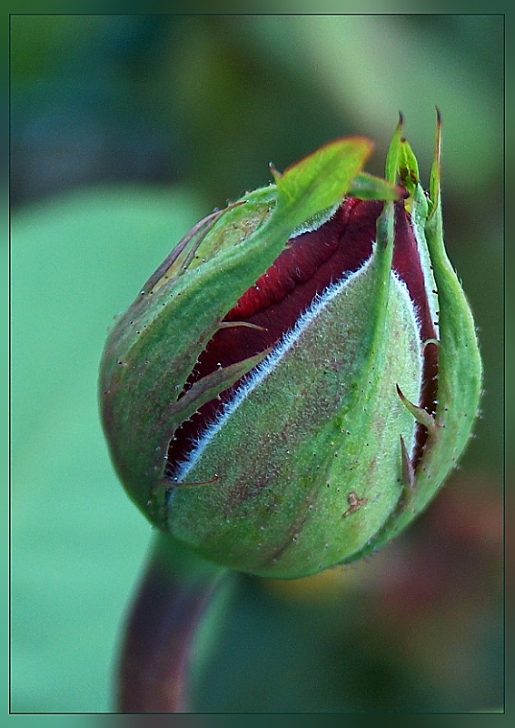 erblühende Rose