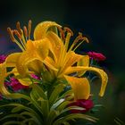 Blumen und Blüten