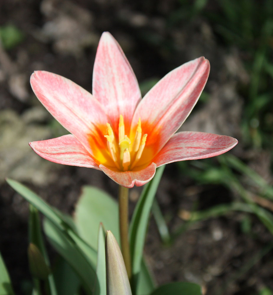 erblüht im Sonnenschein