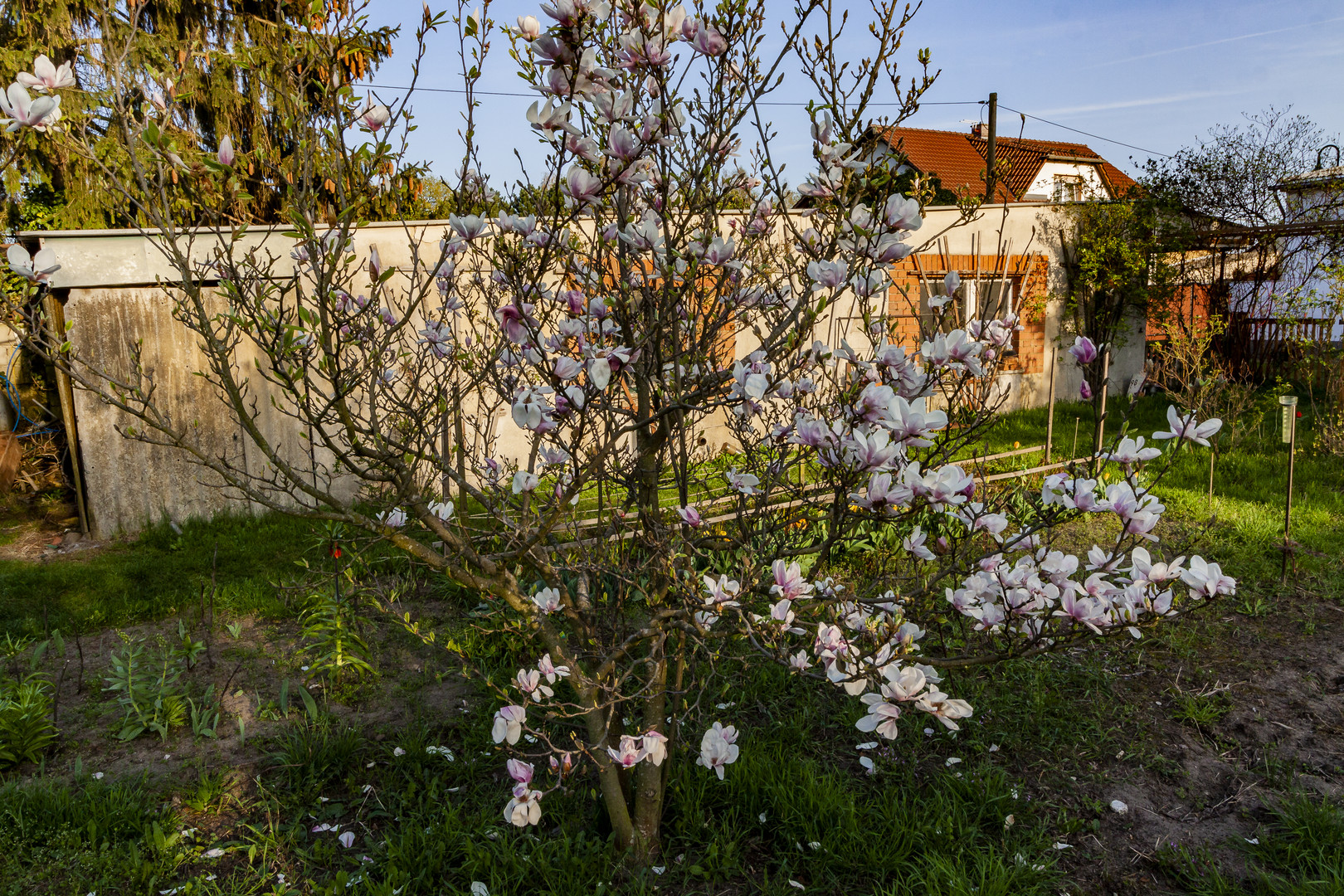 Erblühte Tulpenmagnolie...