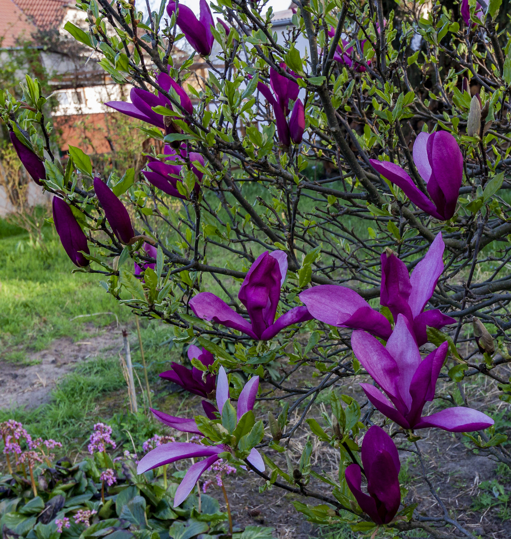 Erblühte Tulpenmagnolie...