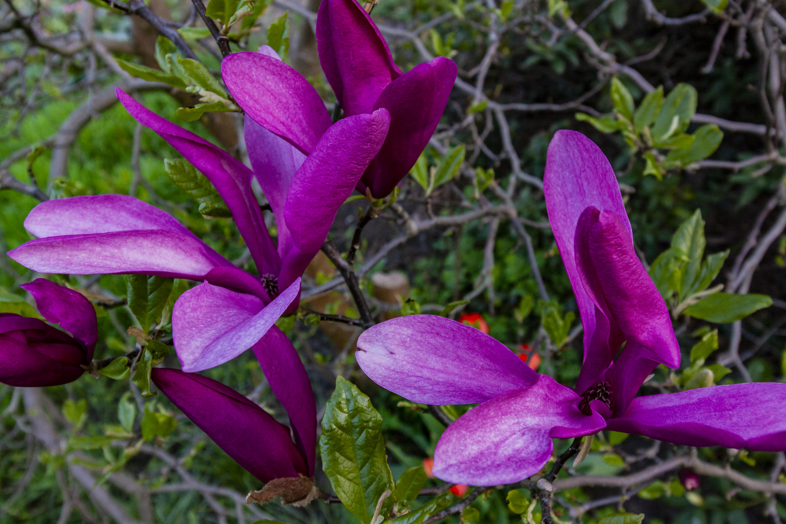 Erblühte Tulpenmagnolie...