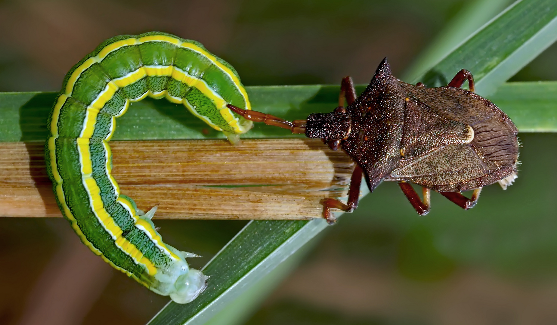 Erbseneulen-Raupe wird von der Zweispitzwanze aufgespiesst! - Chenille de la Noctuelle des Pois.