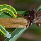 Erbseneulen-Raupe wird von der Zweispitzwanze aufgespiesst! - Chenille de la Noctuelle des Pois.