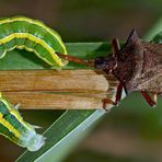 Erbseneulen-Raupe wird von der Zweispitzwanze aufgespiesst! - Chenille de la Noctuelle des Pois.