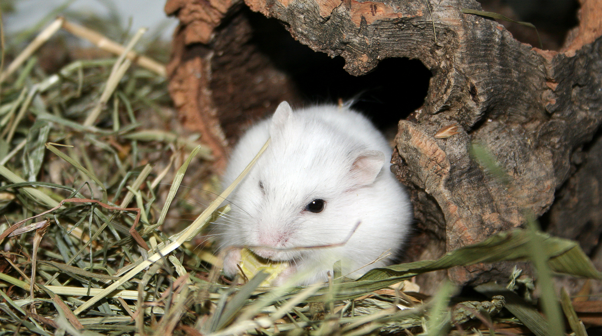 Erbsenflocken sind sooo lecker!