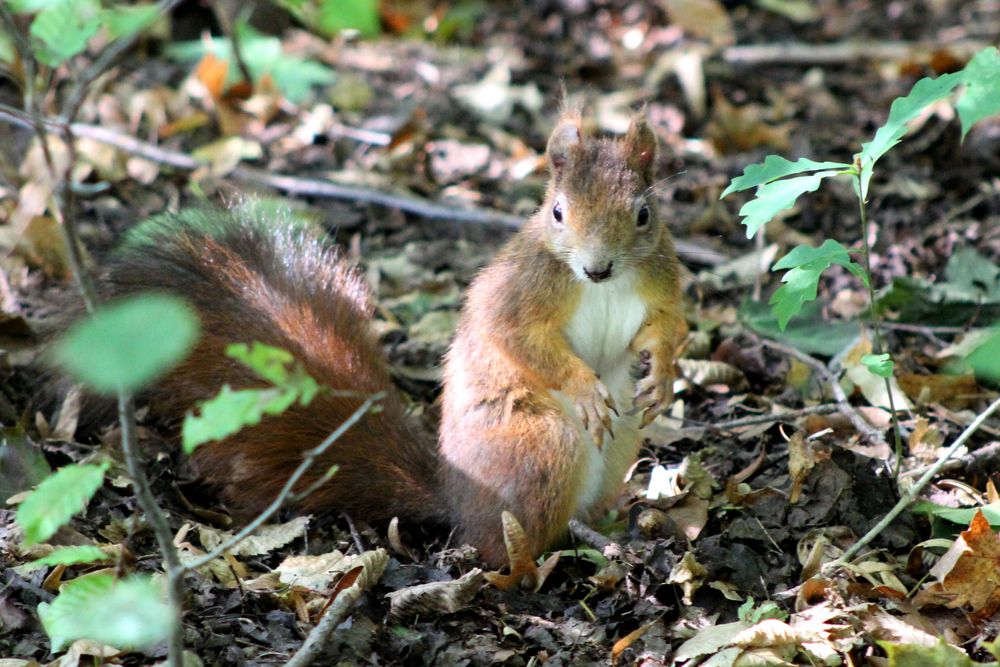 Erd - Hörnchen