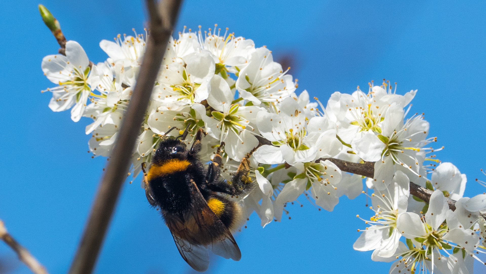 Erd-Hummel auf Schlehenblüte