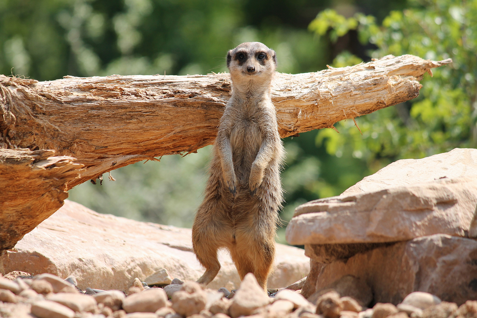 Erd- Männchen, wildpark, sababurg, erdmännchen,