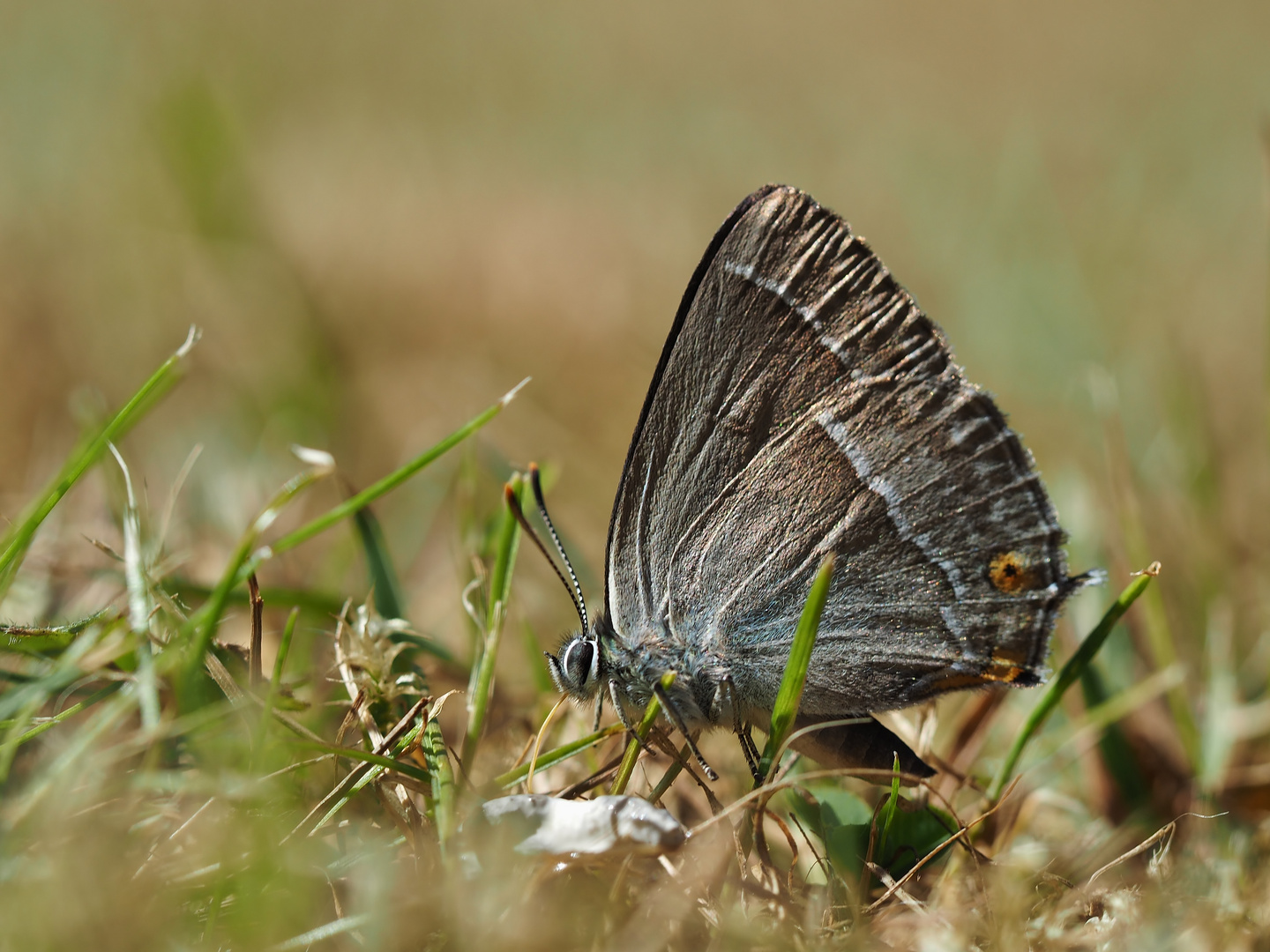 "Erd-Nuckel" - Blauer Eichen-Zipfelfalter 