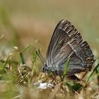 "Erd-Nuckel" - Blauer Eichen-Zipfelfalter 