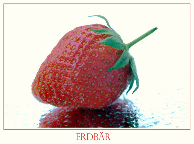 Erdbär