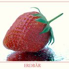 Erdbär