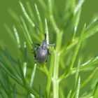 Erdbeer-Blütenstecher (Anthonomus rubi) auf Fenchel