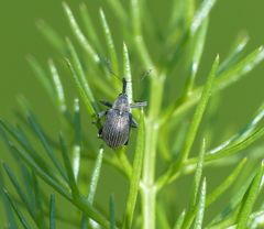 Erdbeer-Blütenstecher (Anthonomus rubi) auf Fenchel