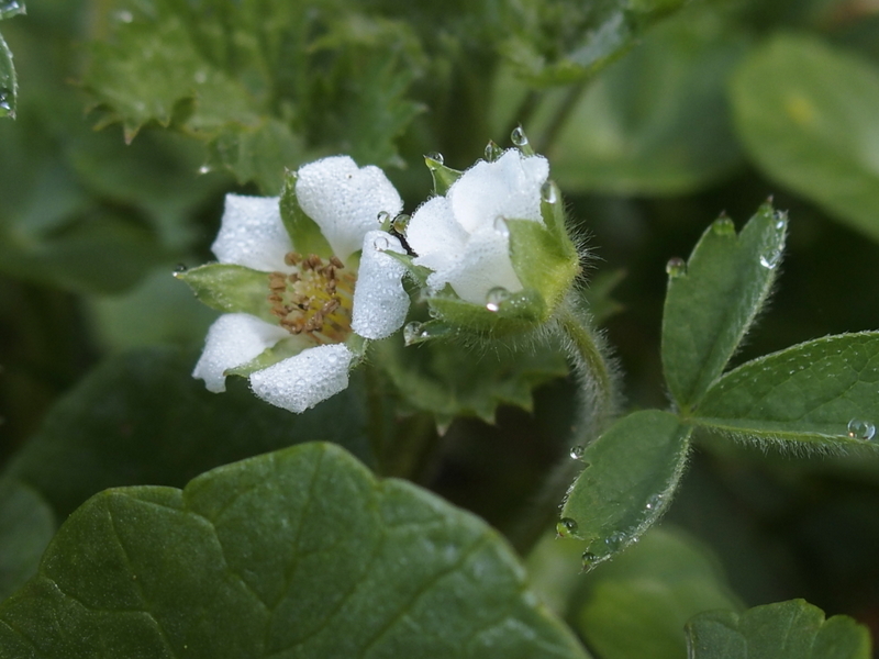 Erdbeer-Fingerkraut 'Potentilla sterilis' mit Wassertropfen