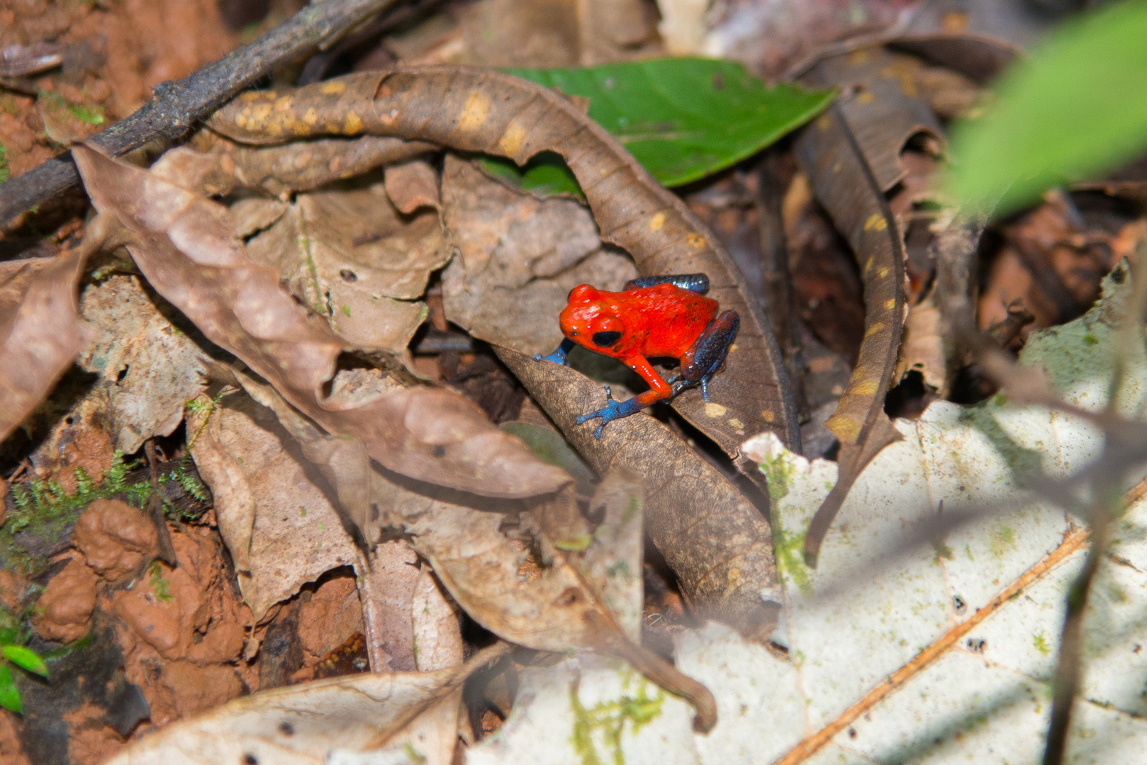 Erdbeer Pfeilgift Frosch