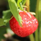 Erdbeer zum selbstpflücken