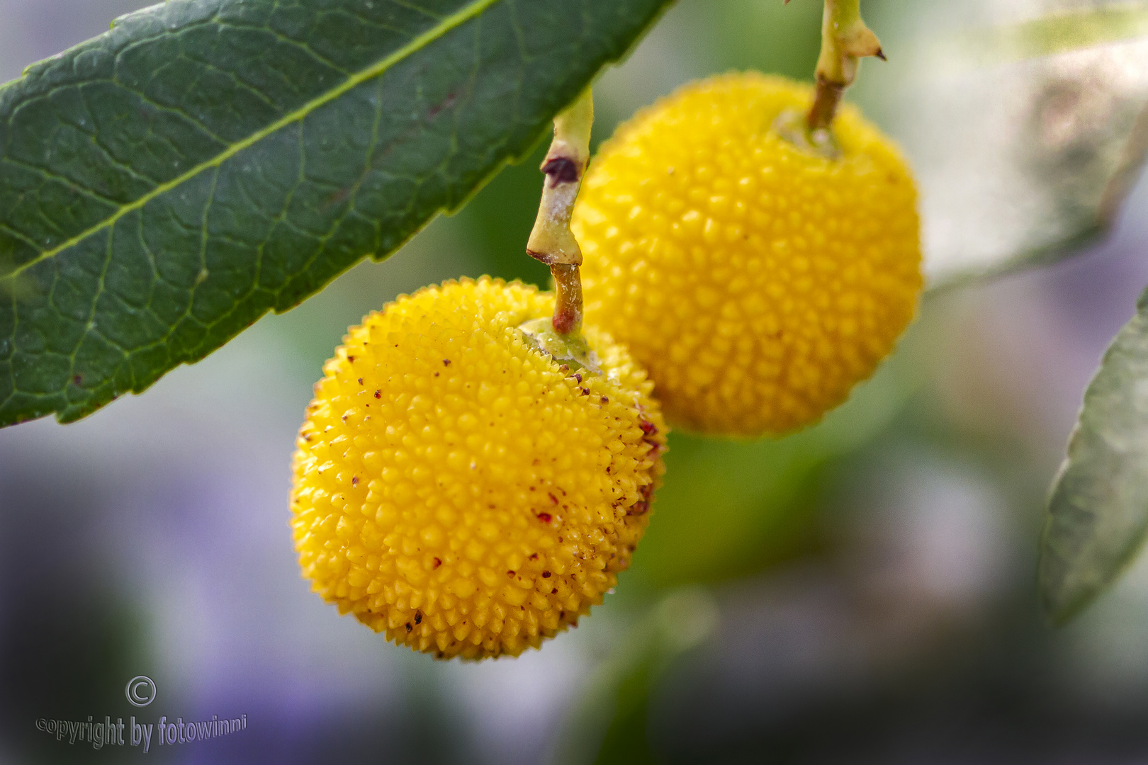 Erdbeerbaum (Arbutus unedo) - Früchte