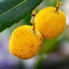 Erdbeerbaum (Arbutus unedo) - Früchte