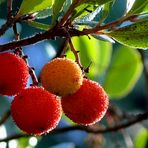 Erdbeerbaum / Baumerdbeeren