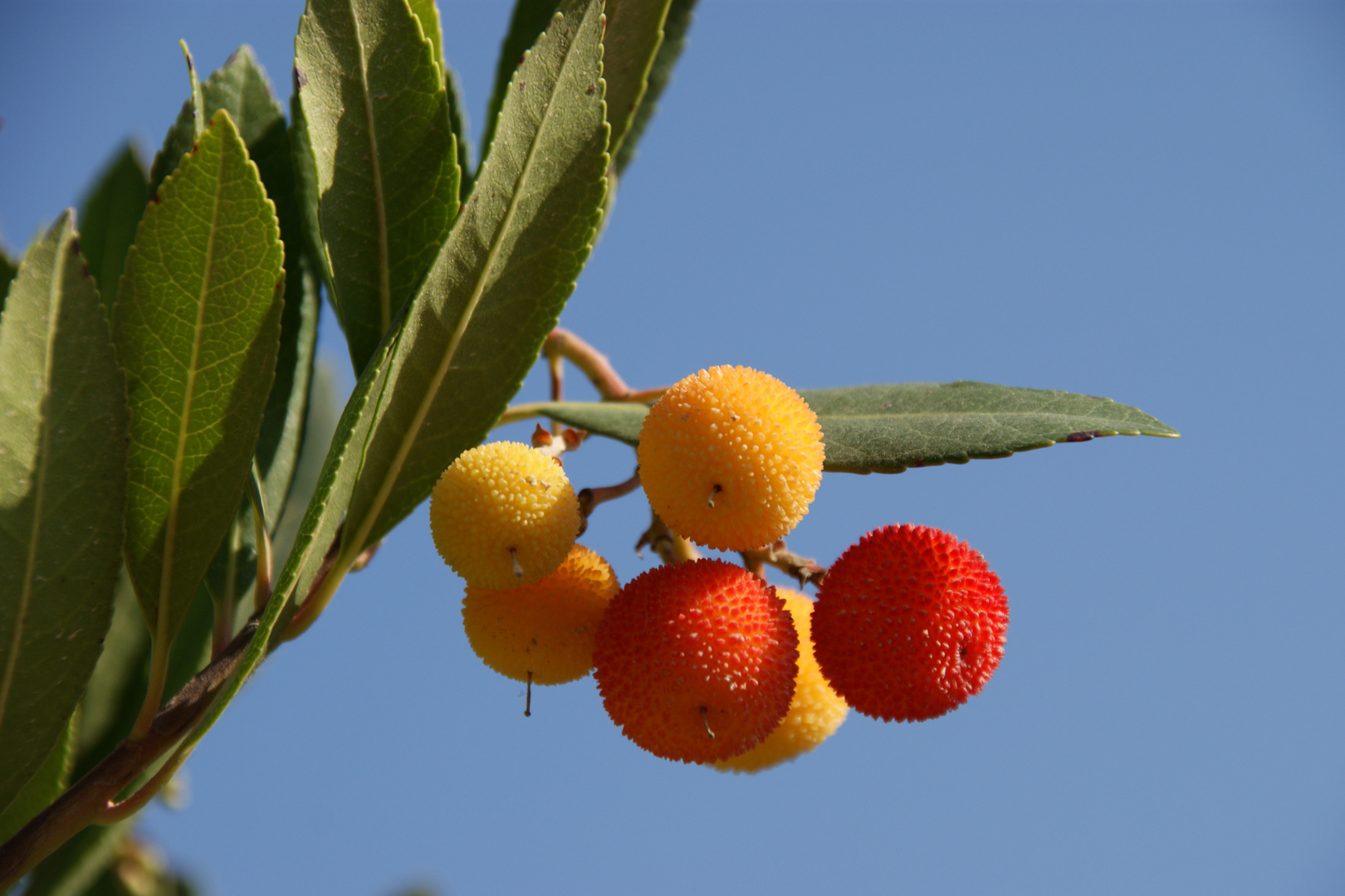 Erdbeerbaum