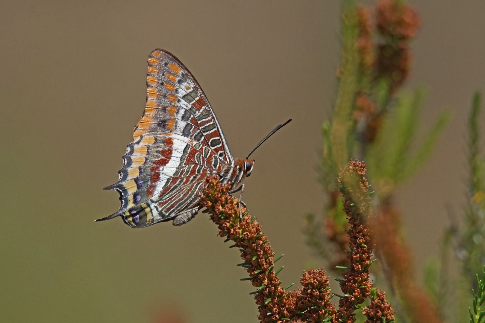 Erdbeerbaum-Falter (Charaxes jasius)